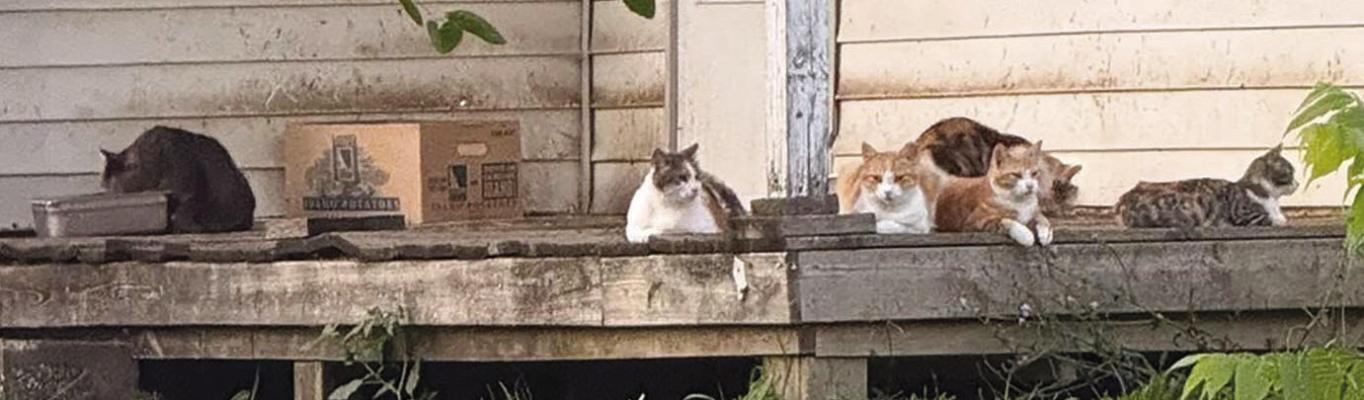 MULTIPLE FERAL CATS await care coordinated through Operation Snip ‘Em as part of ongoing efforts to address pet overpopulation. Submitted