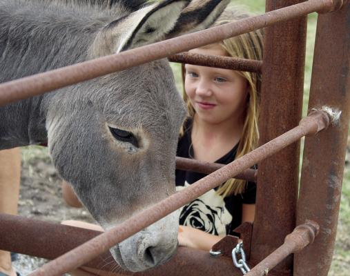 OLIVIA JONES MAKES a new friend as she visits Dinky the donkey at Aldrich Quarter Horses during the second annual Ray County Farm Crawl. “He loves to be scratched,” said Aldrich Quarter Horses Owner Janet Aldrich. “I hope visitors enjoyed just being in the presence of God’s magnificent creations, the horses and the relationship we have with them. They are quite reflective of us and can teach us to be better.” SHARON DONAT | Staff