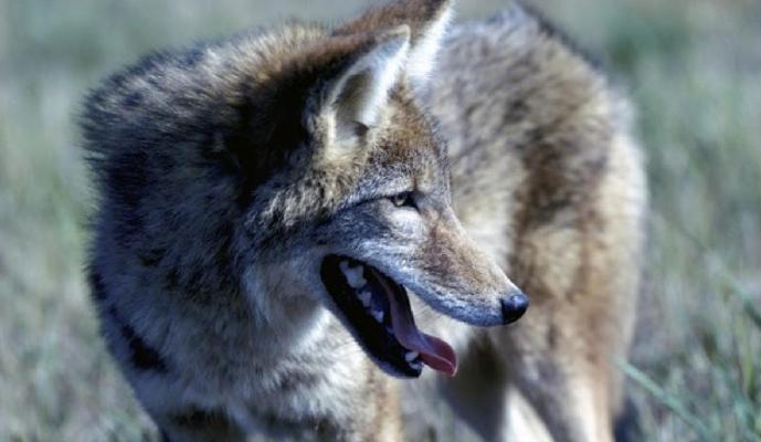 MDC has new regulations regarding the use of thermal imaging and night vision equipment to hunt coyotes and control feral hogs on private property. MDC