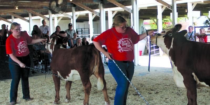 FAIR PARTICIPANTS show heifers at the livestock show. SHARON DONAT | Staff