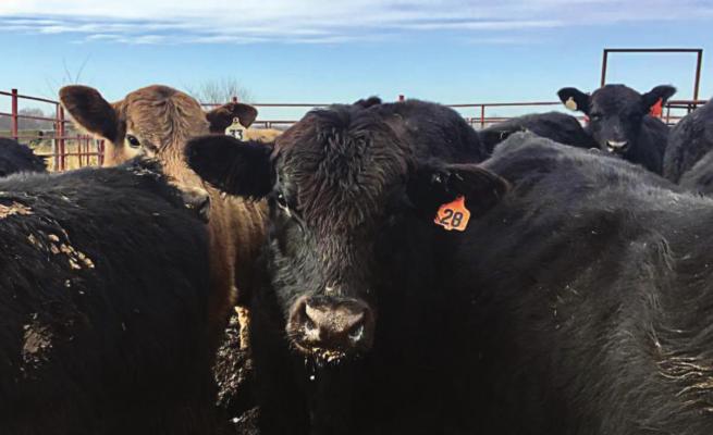 MISSOURI is among the states that have reason to worry about vesicular stomatitis. FRANK MORRIS | Harvest Public Media