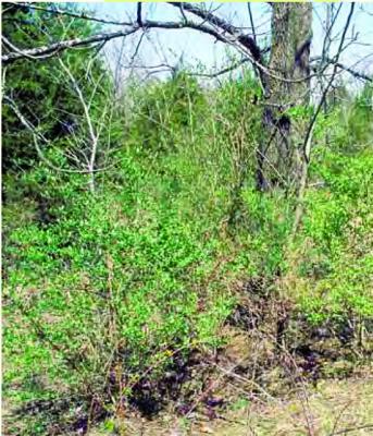 BUSH HONEYSUCKLE THICKETS like this one are taking over Missouri’s woodlands. Submitted