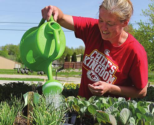 AT THE ENTRANCE to the greenhouse, Mandy Hachman waters onions and broccoli. J.C. VENTIMIGLIA | Staff