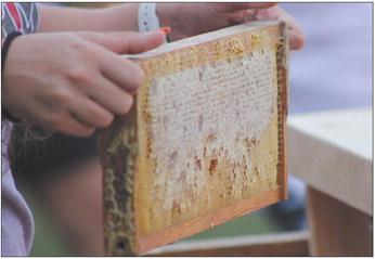 SUNRISE ELEMENTARY fifth grade teacher Miranda Taylor holds a honeyfilled frame.