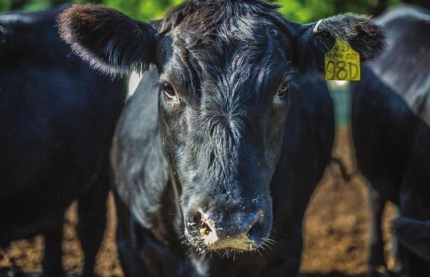 CATTLE producers are among those who can seek Coronavirus Food Assistance Program 2 funds. USDA s.