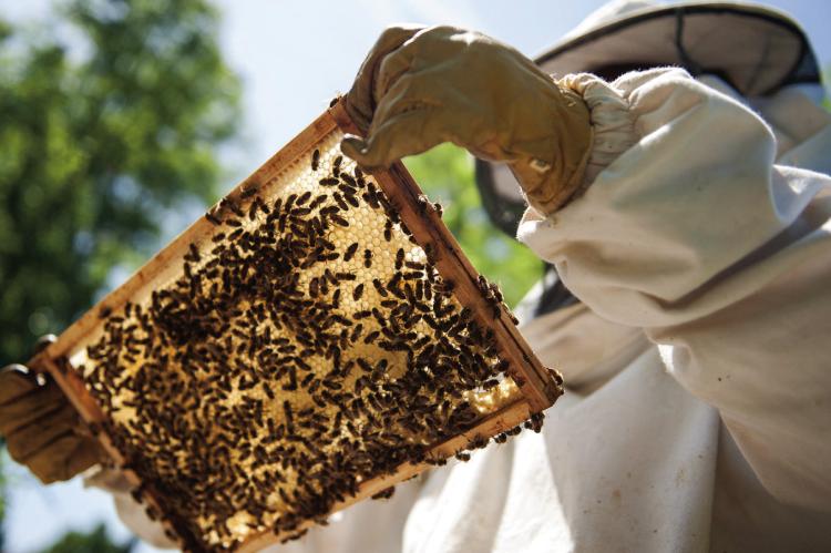 Heroes to Hives registration
