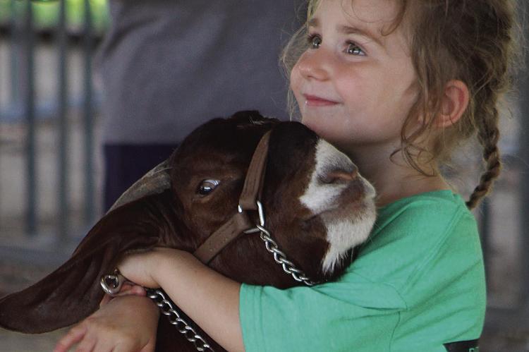 HUNTLEIGH WOLLARD steadies her goat before showing during the Ray County Fair. SHARON DONAT | Staff