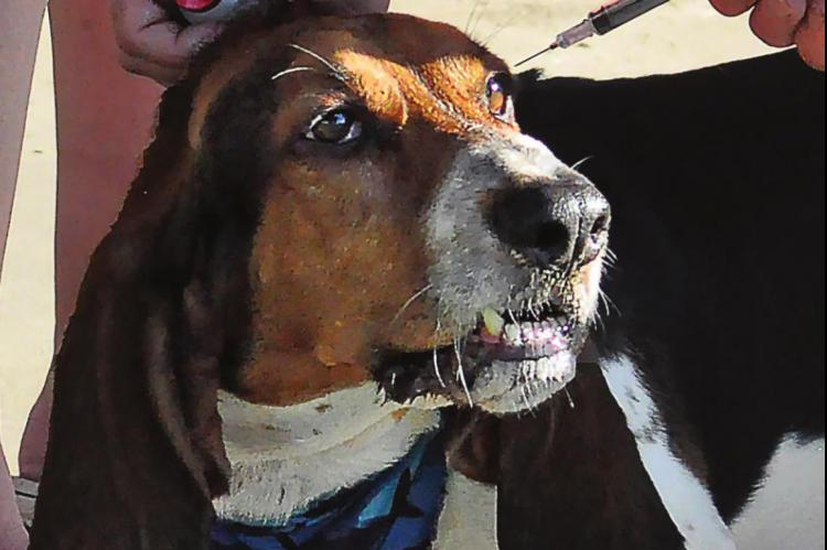 A BASSET HOUND, Champ, looks around while waiting to be vaccinated at the Wiggly Field shelter house. SHAWN RONEY | Staff