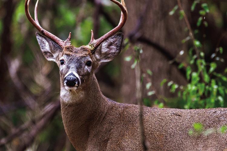 MDC announces changes to turkey, deer hunting