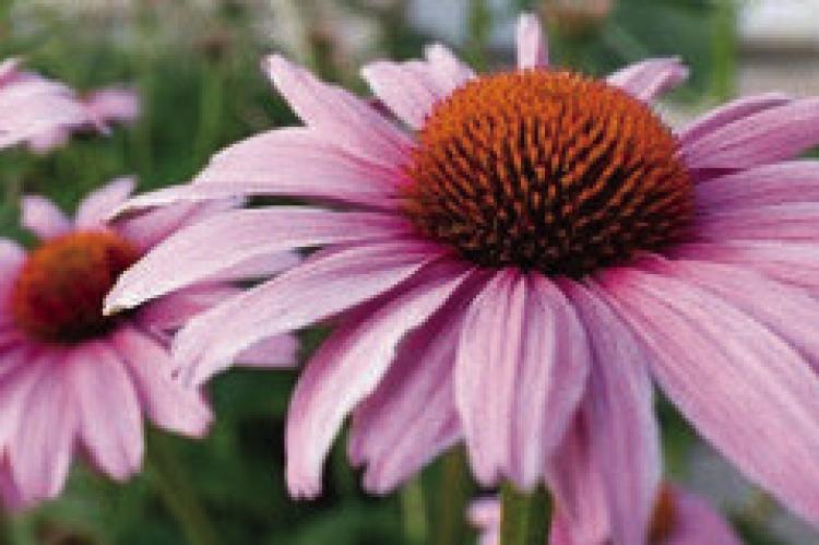 PURPLE CONEFLOWERS, pictured above, are one of many native wildflowers that can add to your home garden or landscape.