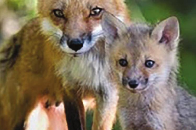 RED FOXES are adaptable animals, but they prefer to live along the edges of forests and fields.