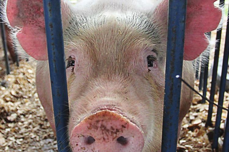 J.C. VENTIMIGLIA | Staff SWINE FEVER is a threat to hogs, including this one at the Ray County Fair, as COVID-19 is a threat to people.