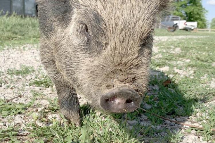 THIS PIG is among the many animals the Florez family has on its farm.