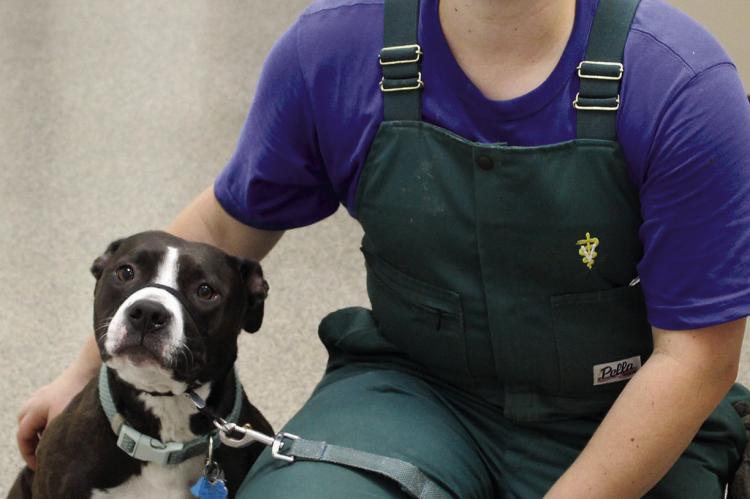 DR. LILY JENSEN joins Dr. Jonathon Renfro at Renfro Veterinary Services Inc. SHARON DONAT | Staff
