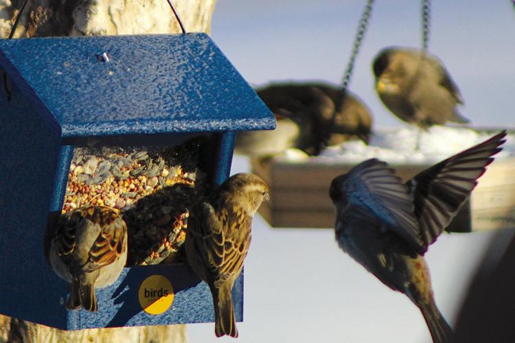 AFTER THE STORM passes, a vibrant array of birds gather to feast, filling the landscape with life and color. Birds are warm-blooded and cope with the cold by putting on fat for insulation and to use as energy when food is hard to find. SHARON DONAT | Staff