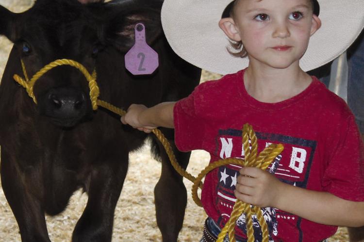 RYDER CAMPBELL leads his calf through the show ring. SHARON DONAT | Staff