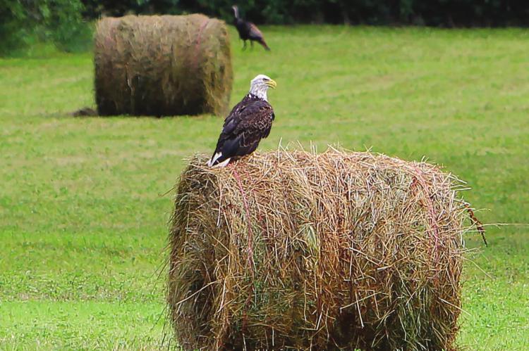 ON MISSOURI HIGHWAY 10 near Route C, between Richmond and Excelsior Springs, a bald eagle rests on a round hay bale. In the distance directly behind the eagle stands a wild turkey. The turkey likely has nothing to fear, as this eagle’s focus is a racoon carcass, a road kill luncheon on the side of Highway 10. J.C. VENTIMIGLIA | Staff