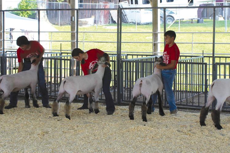 PARTICIPANTS LINE up their sheep for judging.