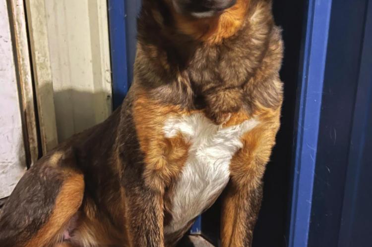FOUND ABANDONED in a field alongside the railroad tracks in the Camden bottoms, Jupiter is a shy girl, but friendly and available for adoption.