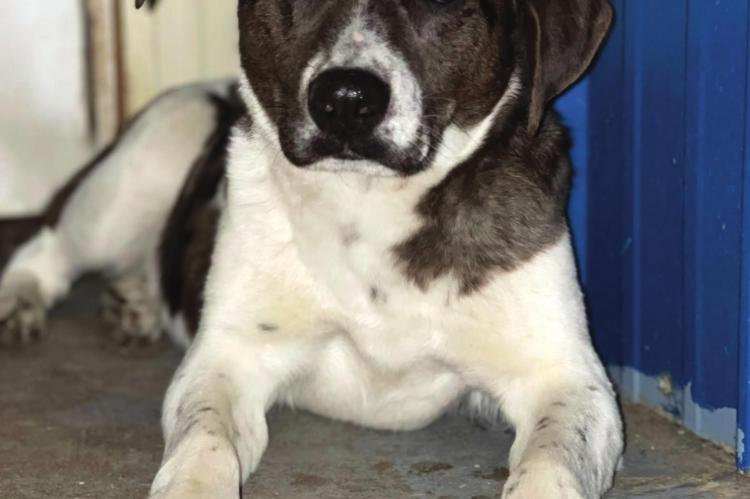 FOUND with Jupiter in the Camden bottoms, 9-month-old Neptune enjoys one-on-one time and is available for adoption.