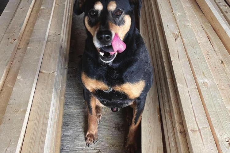 ODIN, a facility resident, stands between lumber piles in the expanding facility.