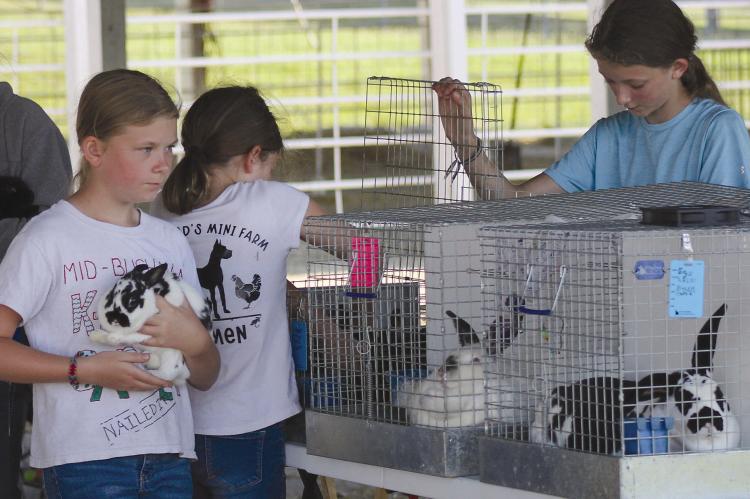 CARLEE (FROM LEFT), Carmen and Caroline Littlewood prepare their rabbits between the different SOPHIA BALES | Staff