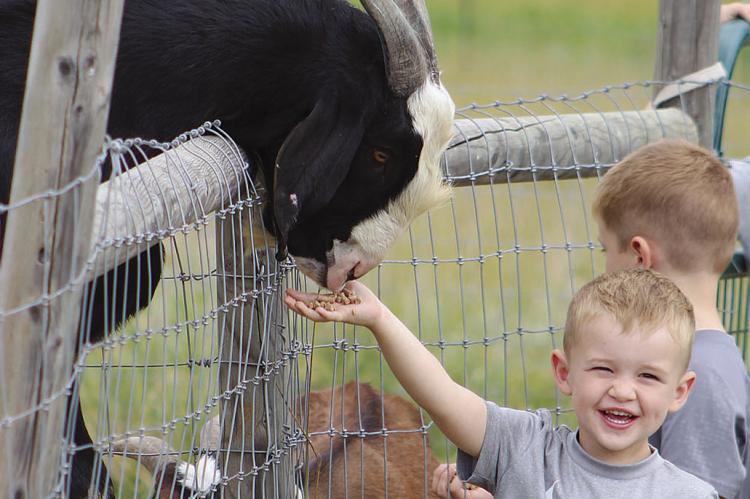 TUCKER HAMM was excited about feeding the goats. SHARON DONAT | Staff