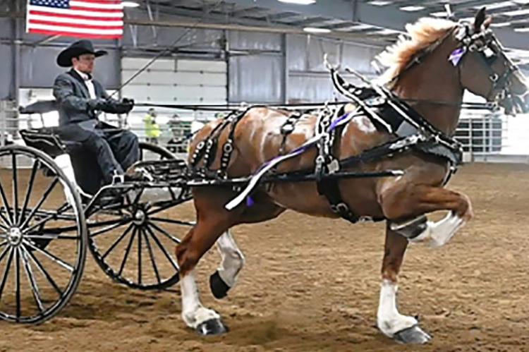 COLE LEAKY competes in a cart class with one of the family’s Belgian draft horses during a recent show. Submitted
