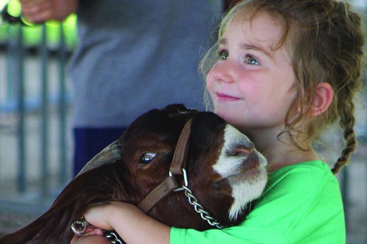 HUNTLEIGH WOLLARD steadies her goat before showing during the Ray County Fair. SHARON DONAT | Staff