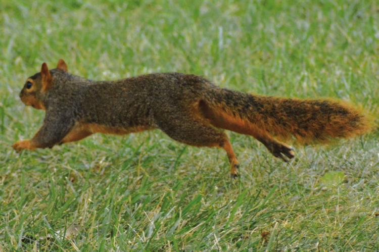 THIS SQUIRREL, bolting away from the camera, helps make a golf course visit memorable. SHAWN RONEY | Staff