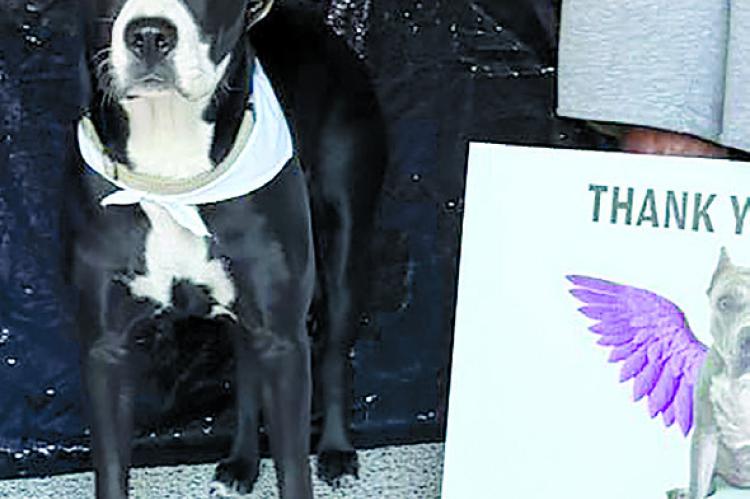 NOVA IS READY to receive her free spay surgery during Operation Snip ’Em’s October clinic. | Submitted