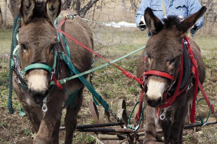 JEFF MCFADDEN and his donkeys move through the day together, blending work, travel and routine. SHARON DONAT | Staff