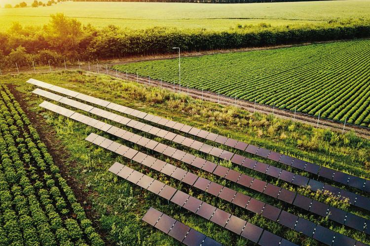 AGRIVOLTAICS SOLAR PANELS installed above a field of mixed native plants. AGRIVOLTAICS | Submitted