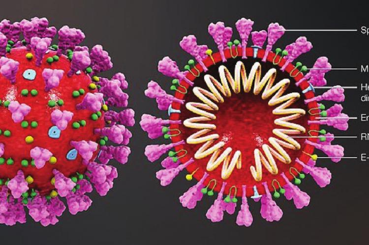 COVID-19 (the coronavirus)