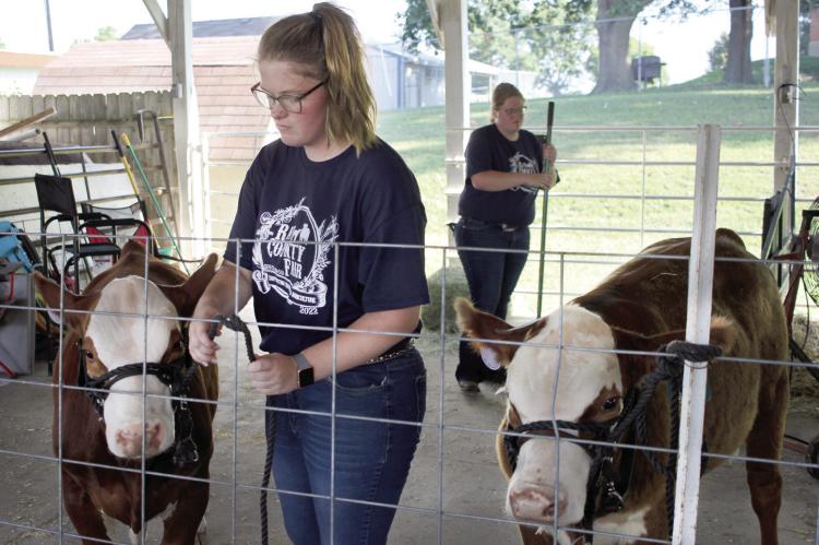 TAYLOR MCGLOPHLIN ties her cow to the gate, waiting patiently for the Beef Show to begin at the Ray County Fair 2022. SOPHIA BALES | Staff