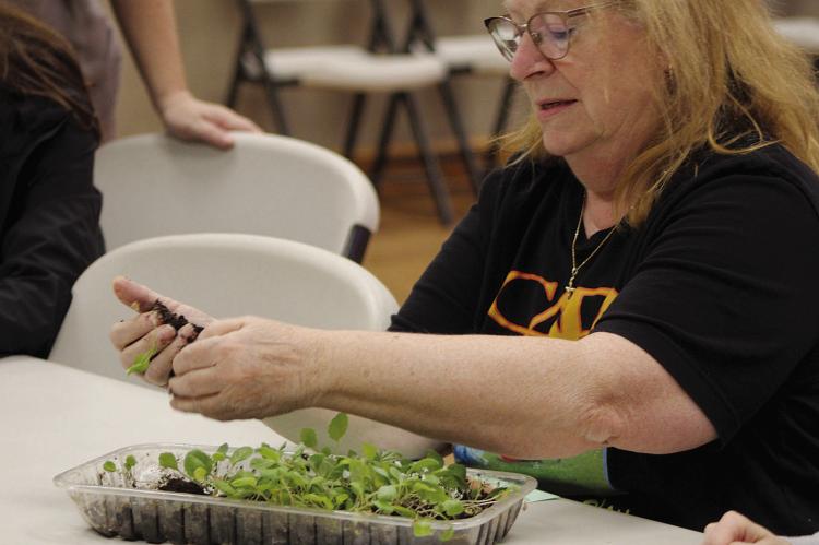 SPECIAL NEEDS SERVICES Executive Director Suzan Breen separates seedlings during a workshop focused on cold-weather planting and early-season garden preparation. SHARON DONAT | Staff