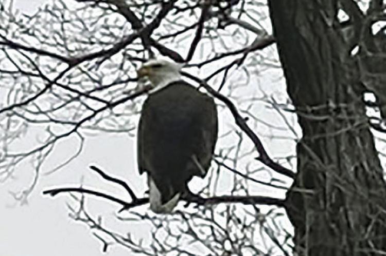 A BALD EAGLE has been seen at Ray County Lake. GREGG WOLF | Submitted