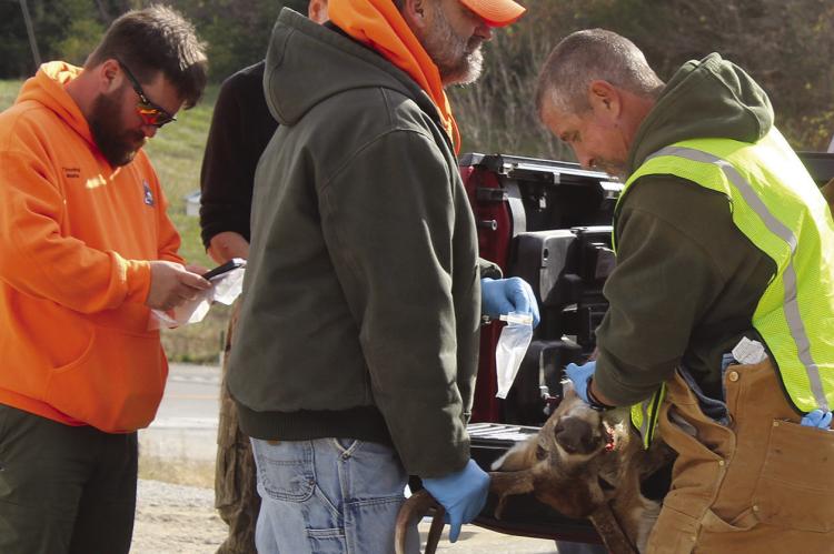 JOHN BRYANT (center) holds his buck in position for the Missouri Department of Conservation volunteers to complete CWD testing. SHARON DONAT | Staff