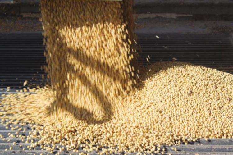 SOYBEANS and corn are expected to have strong harvests but lower prices this year, USDA’s most recent global outlook shows. AMY MAYER | Harvest Public Media