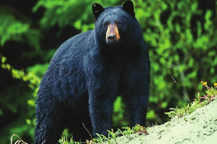 THE MISSOURI Conservation Commission recently approved a framework from MDC for a future black-bear-hunting season for Missouri residents and is asking for public feedback on the proposed framework Oct. 16-Nov. 14. MDC