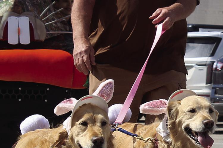 GOLDEN RETRIEVERS provide smiles for parade attendees. MIRANDA JAMISON | Staff