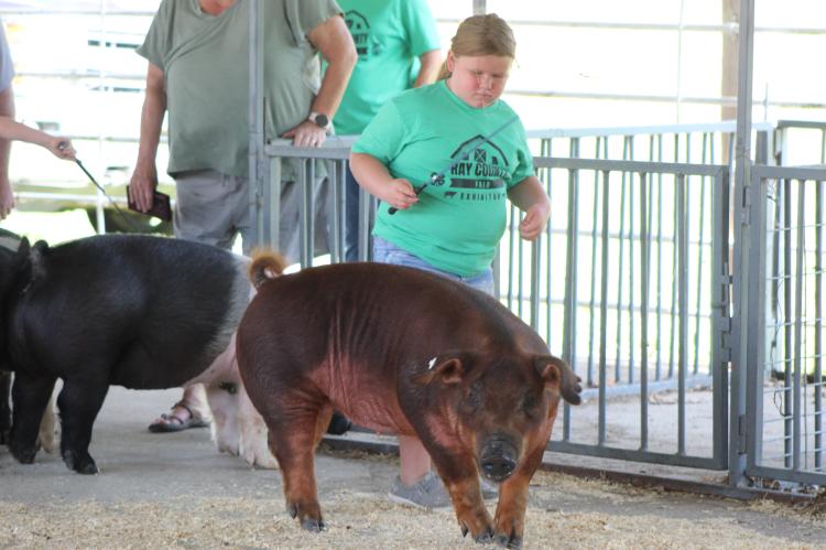 Extra Exposure: Swine Show 2025