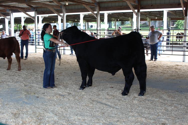 Beef Show 2025
