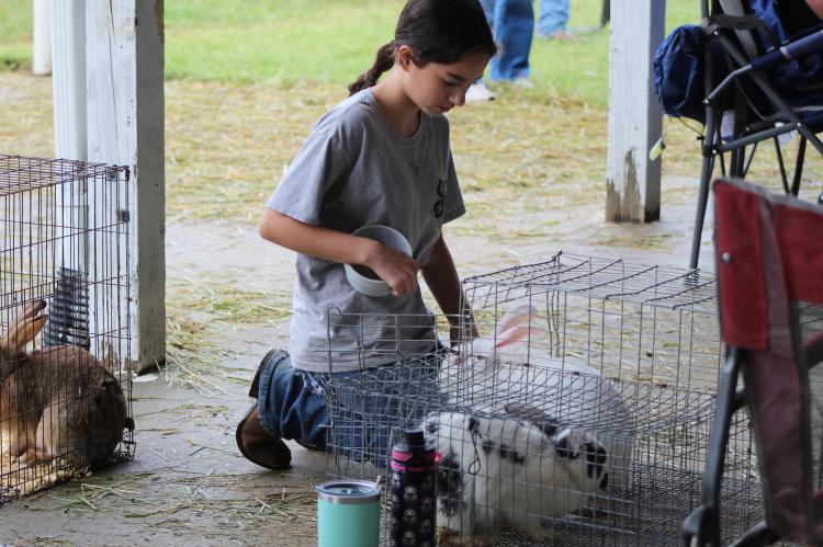 Rabbit Show 2025