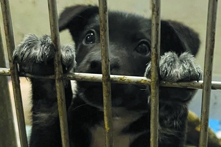 THIS SMALL PUPPY and its siblings are up for adoption at the Ray County Humane Society. SOPHIA BALES | Staff
