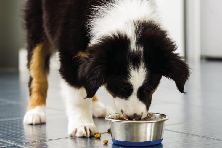 Dickson helps keep pets, families together