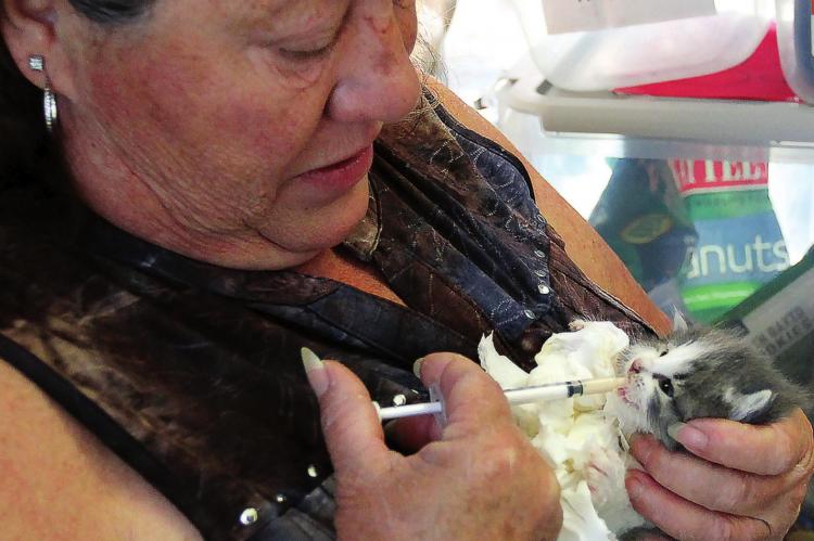 A FOUNDLING KITTEN receives milk from Humane Society of Ray County volunteer Jackie Poss May 7 at the organization’s building, 200 S. College St., during the Mushroom Festival. J.C. VENTIMIGLIA | Staff