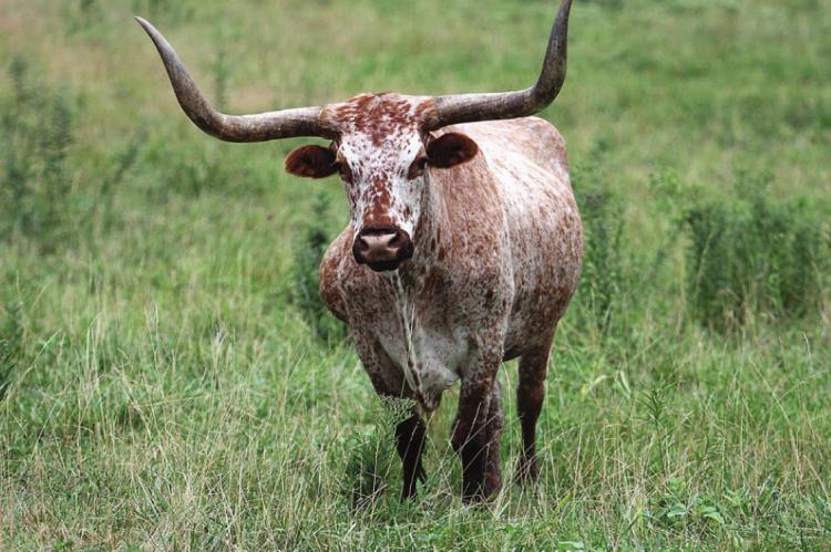 RANCHERS and farmers are not getting the prices they expect normally. J.C. VENTIMIGLIA | Staff