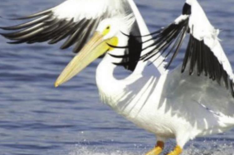 A RESIDENT finds a pelican like this one acting odd near a Clay County pond, euthanizes the bird, and subsequent testing reveals the bird suffers from avian influenza, also called bird flu.