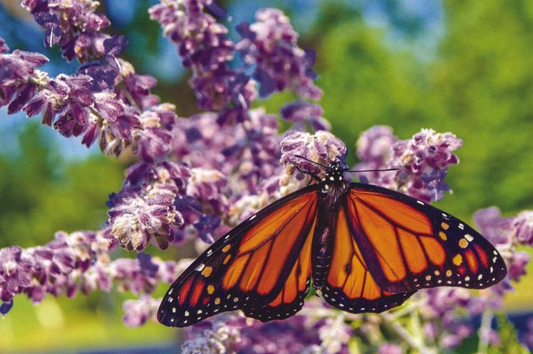 Missouri’s path to protect pollinators